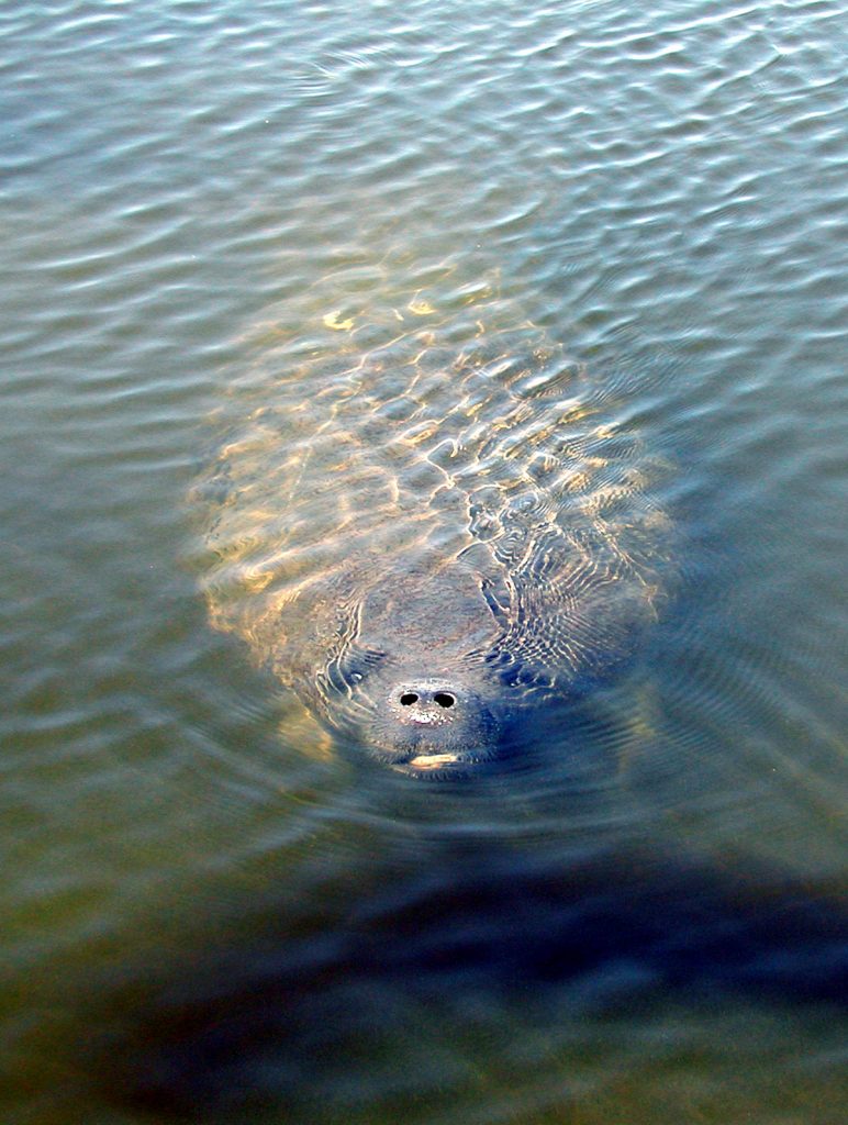 Manatee surfacing