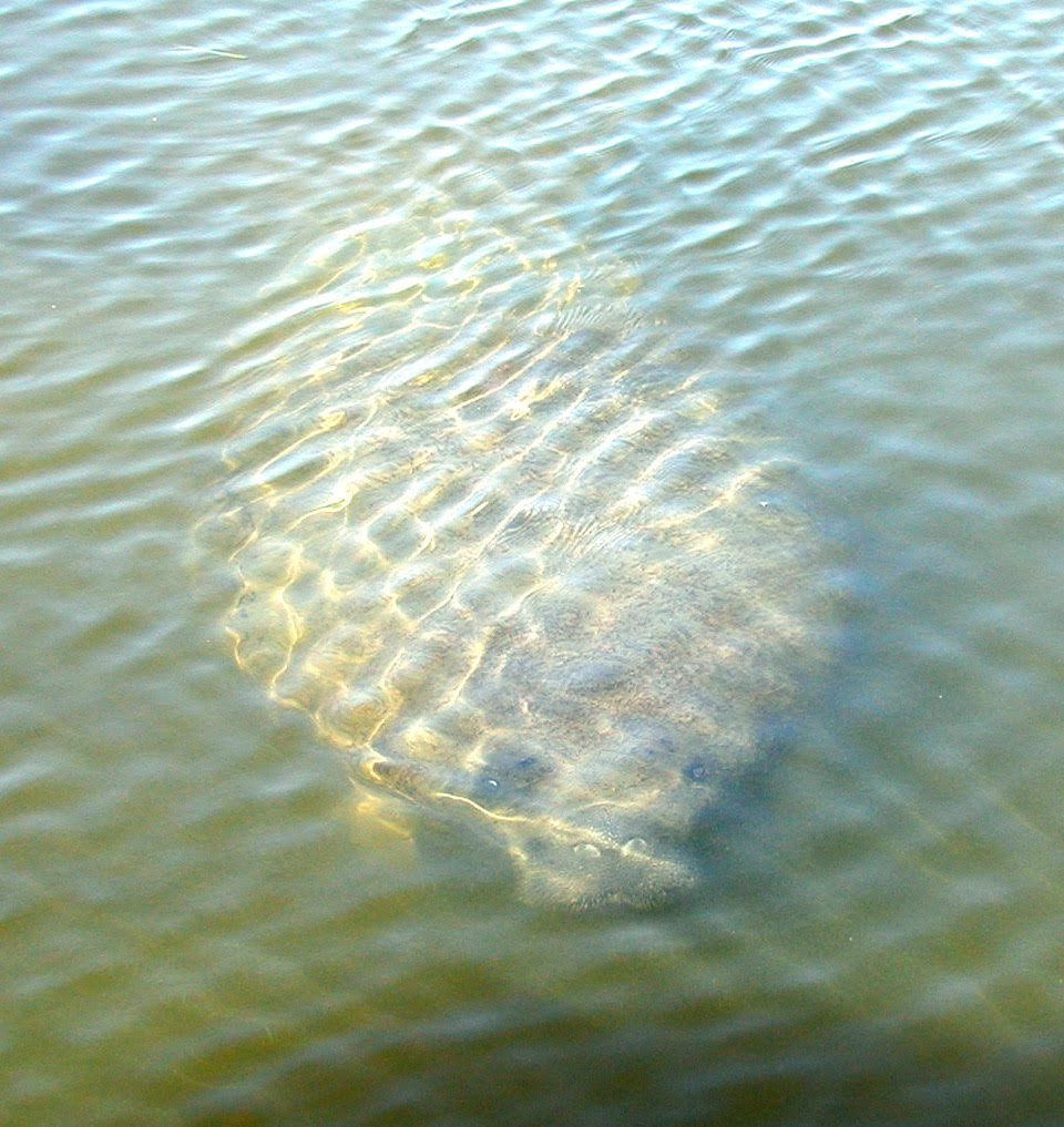 Manatee under water