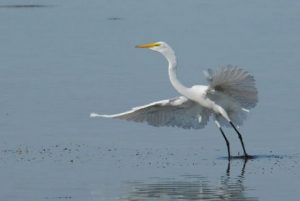 Coastal Bird Watching in St. Augustine - St. Augustine Boat Tours